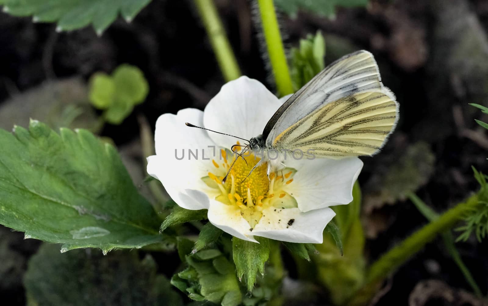 white butterfly sits on a flower just blossomed strawberries