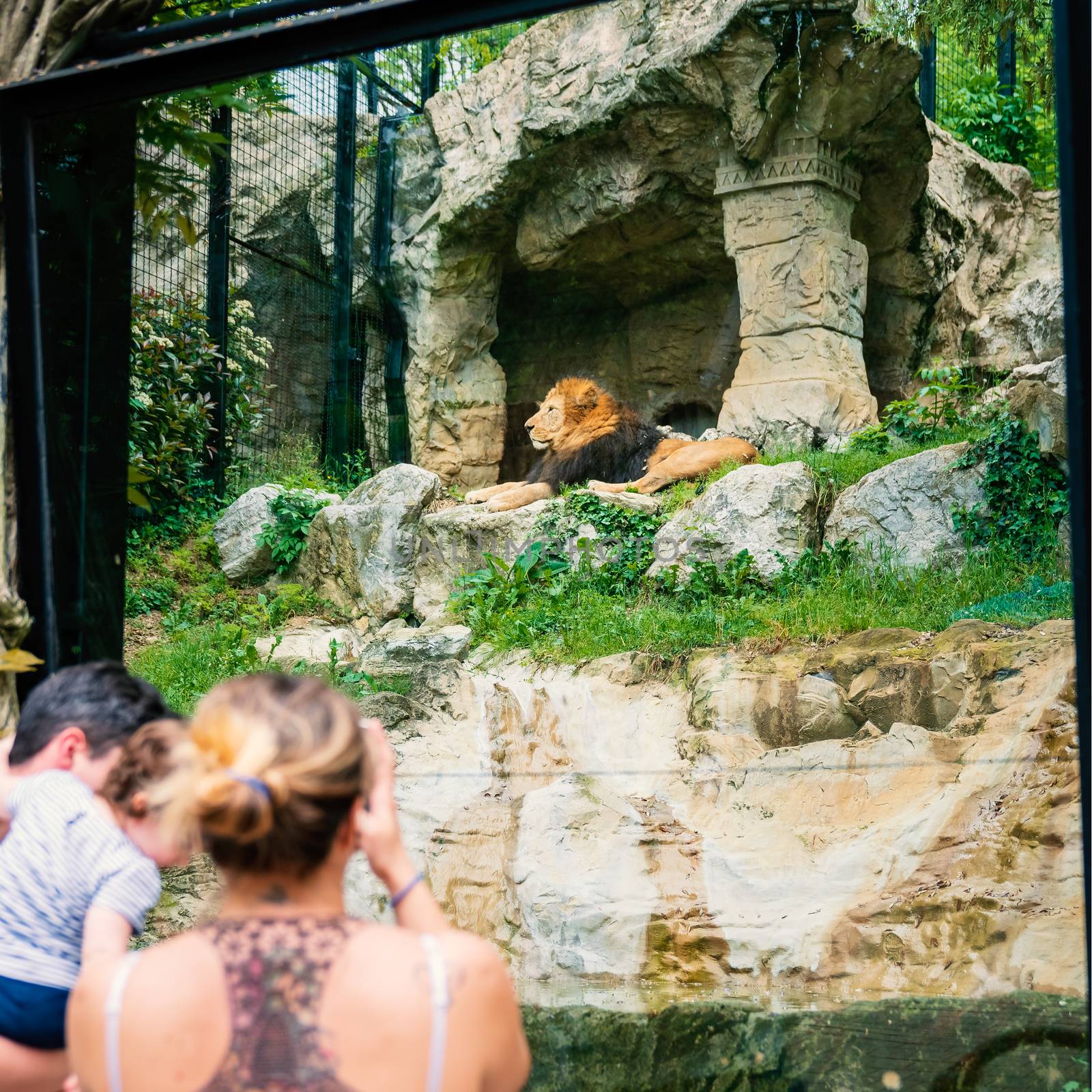 Woman shooting a photo to a Lion at the zoo through the window. Family time at zoo.
