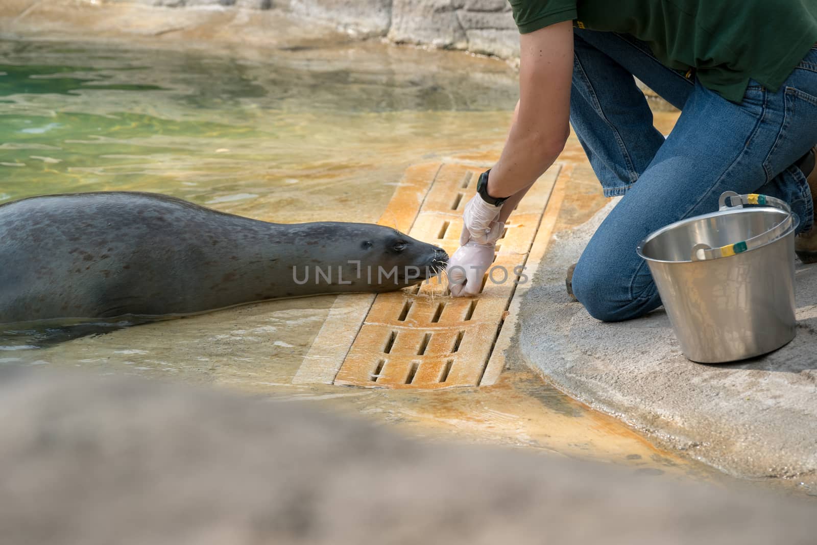 The Zookeeper working with a seal, "Lecornelle" zoo during the day.