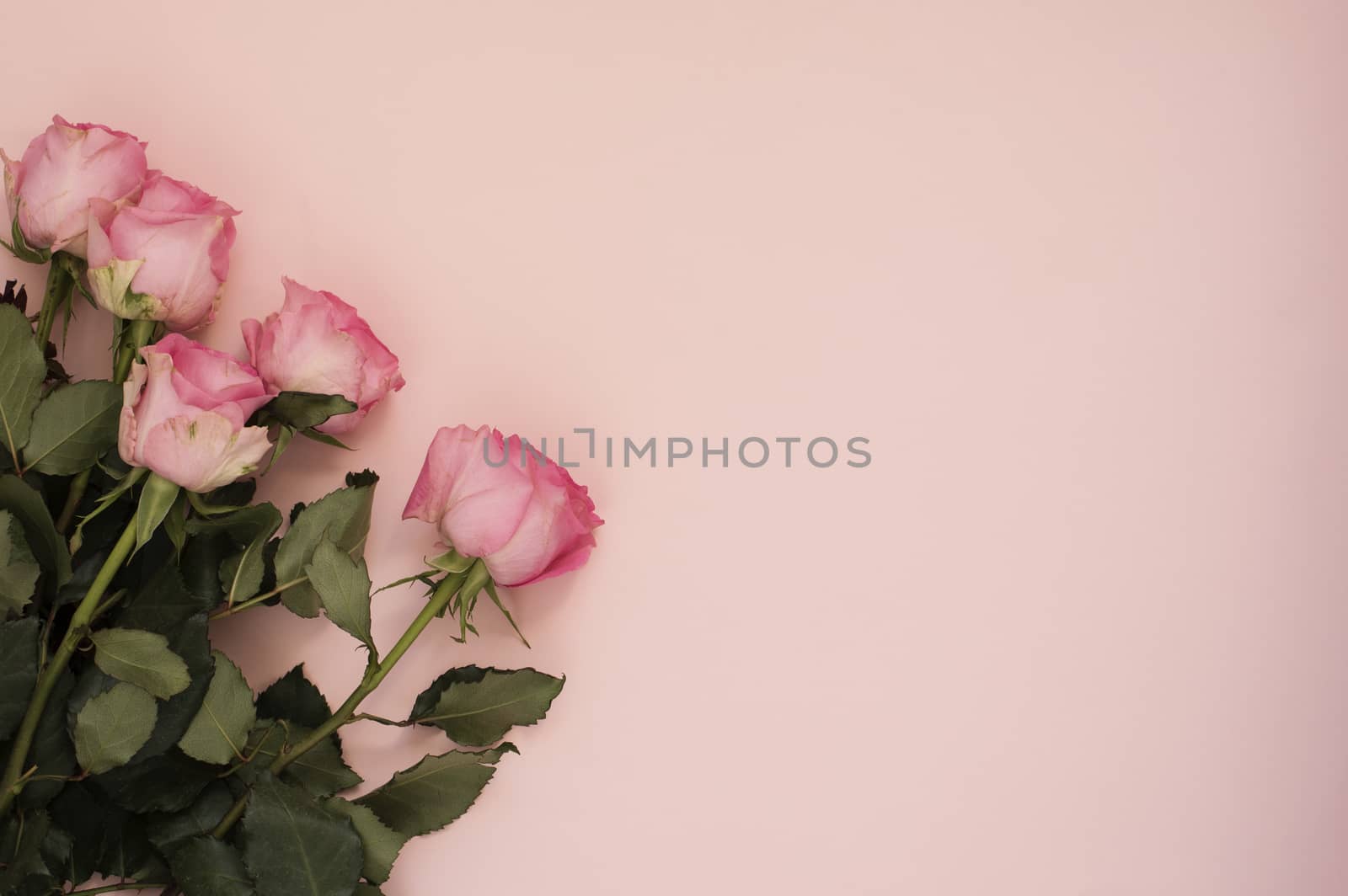 Stunning pink bouquet of roses on punchy pink background. Copy space, floral frame. Wedding, gift card, valentine's day or mothers day background