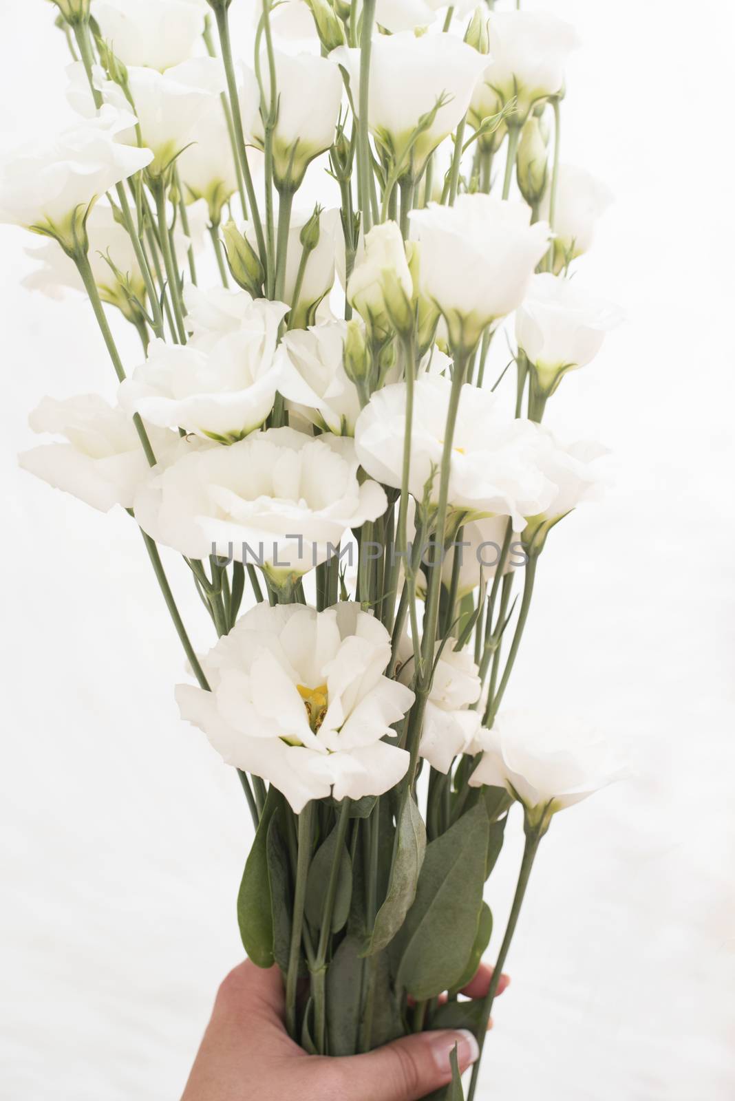 A young girl hand holding a large bouquet of fresh white flowers. Bright feminine lifestyle