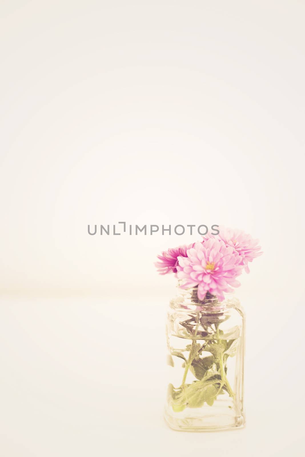 Bright picture of a purple chrysanthemum branch in a glass vase on a white background. Shades of white, teal, soft dreamy image. Selective focus. Vintage tinting