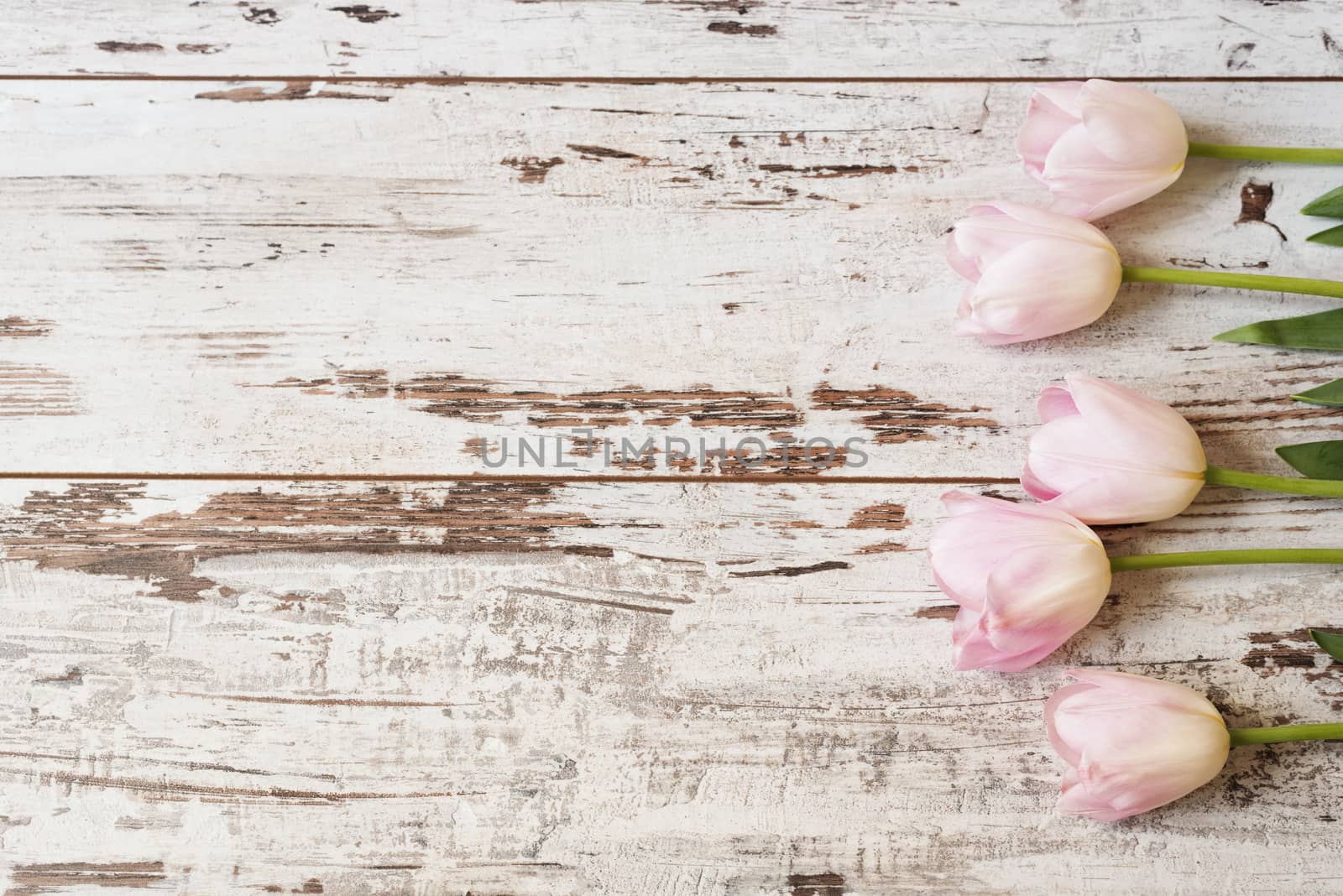 Stunning pink tulips on white light rustic wooden background. Copy space, floral frame. Vintage, haze looking. Wedding, gift card, valentine's day or mothers day background