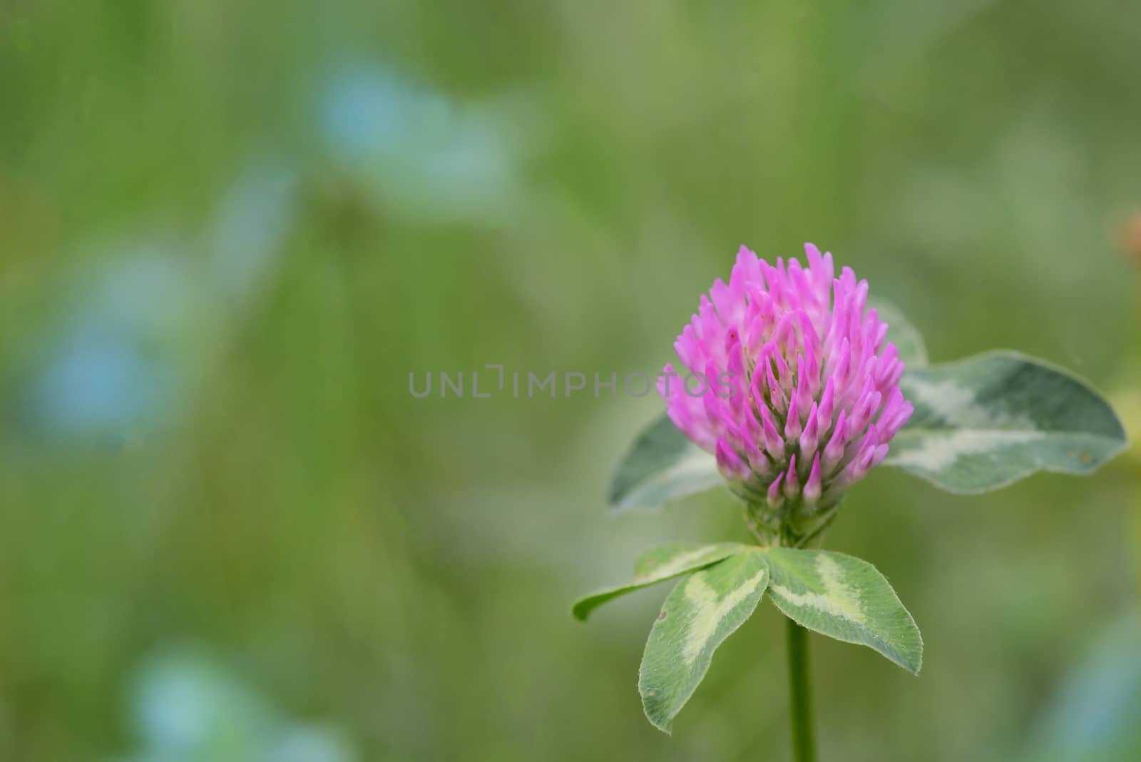 Red Clover - Trifolium Pratense on field by mady70