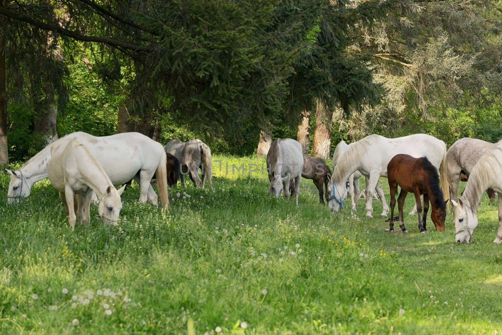 Herd of horses on the spring field