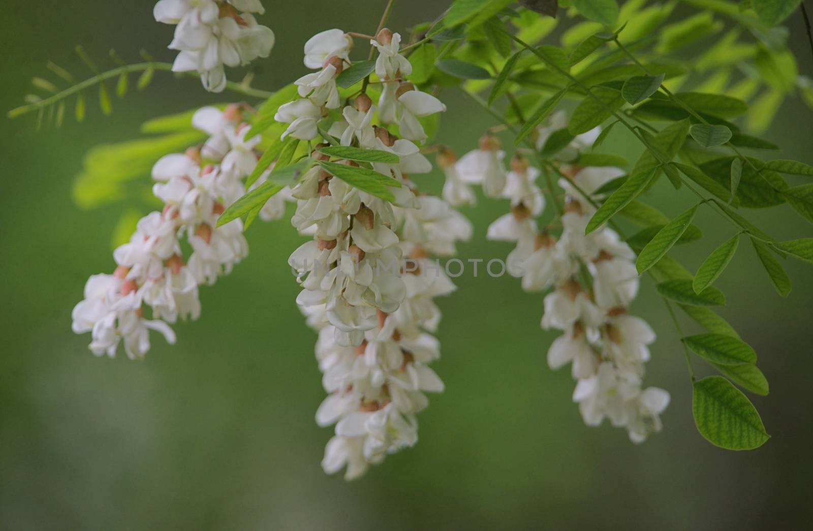 Branch of Acacia Flowers in spring time by mady70