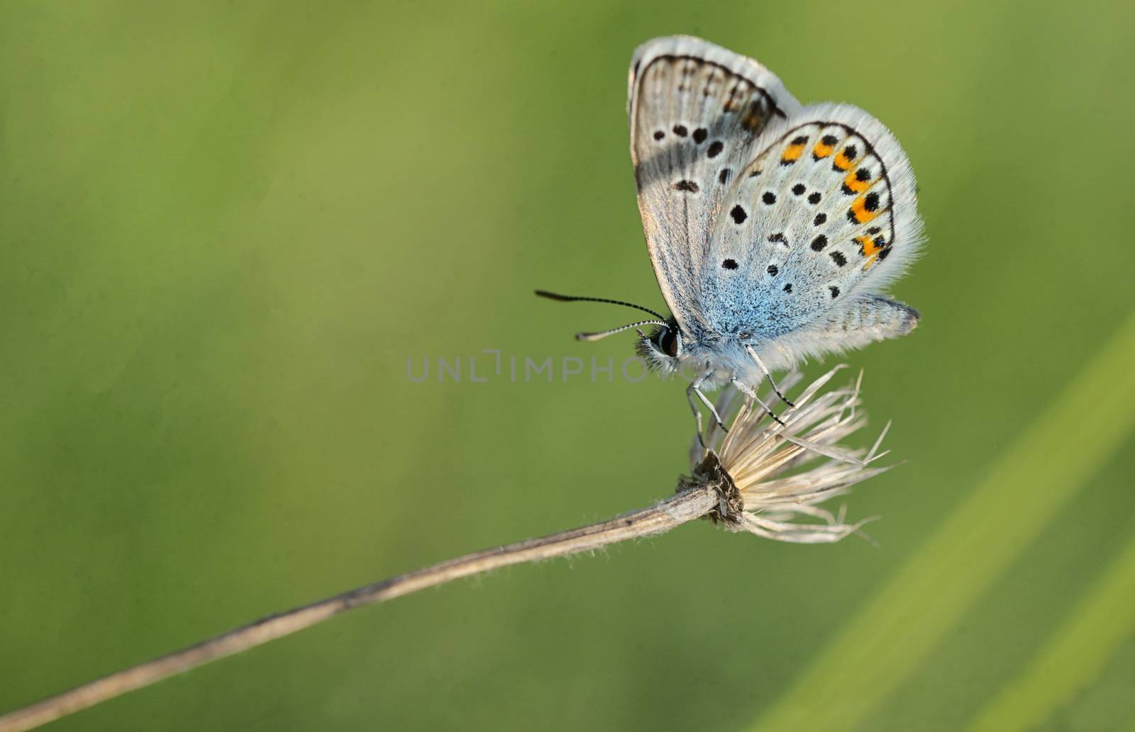 Polyommatus bellargus, Adonis Blue butterfly on field