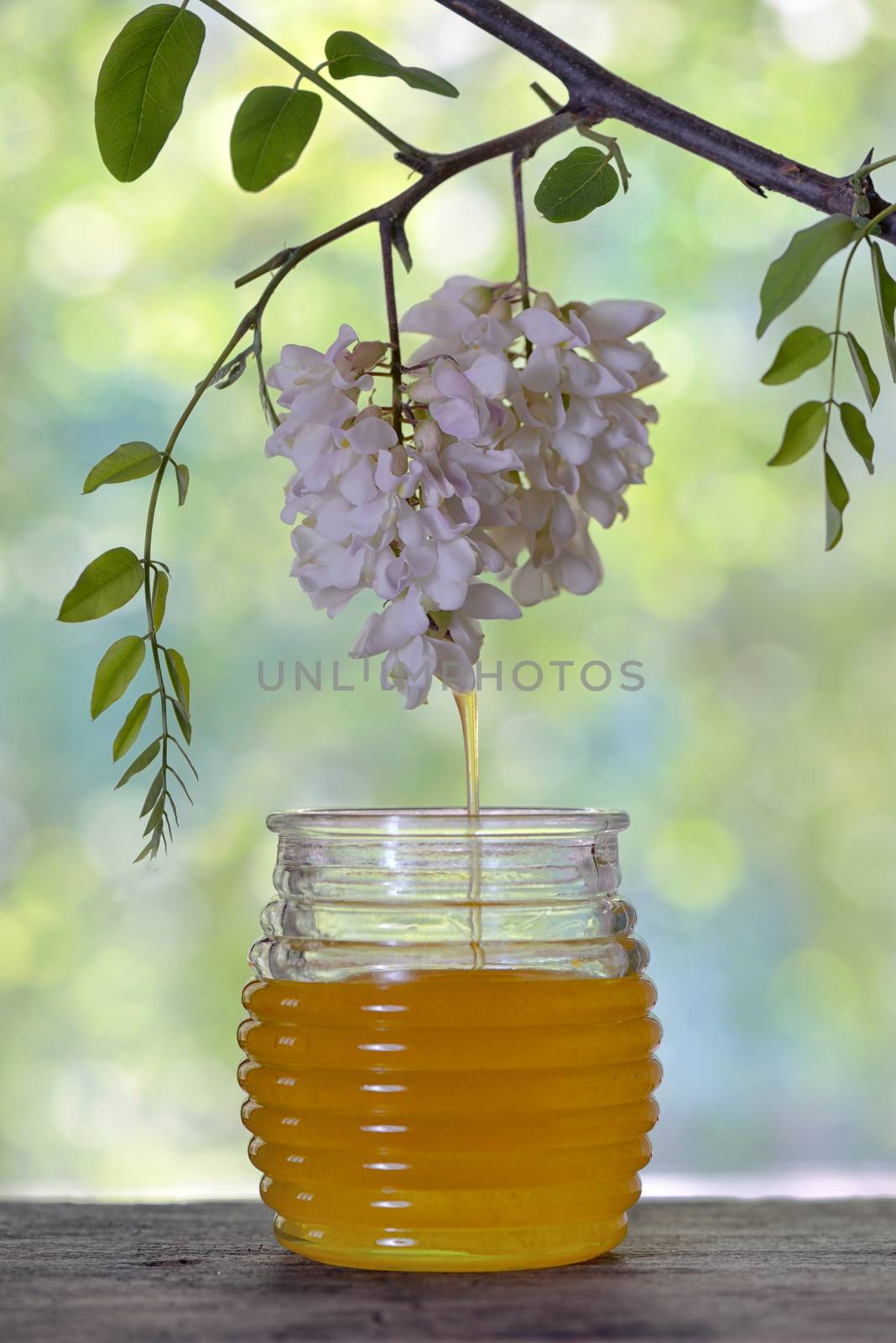 Jar of honey with flowers of acacia  by mady70