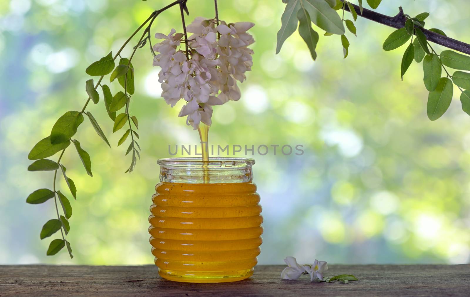 Jar of honey with flowers of acacia by mady70