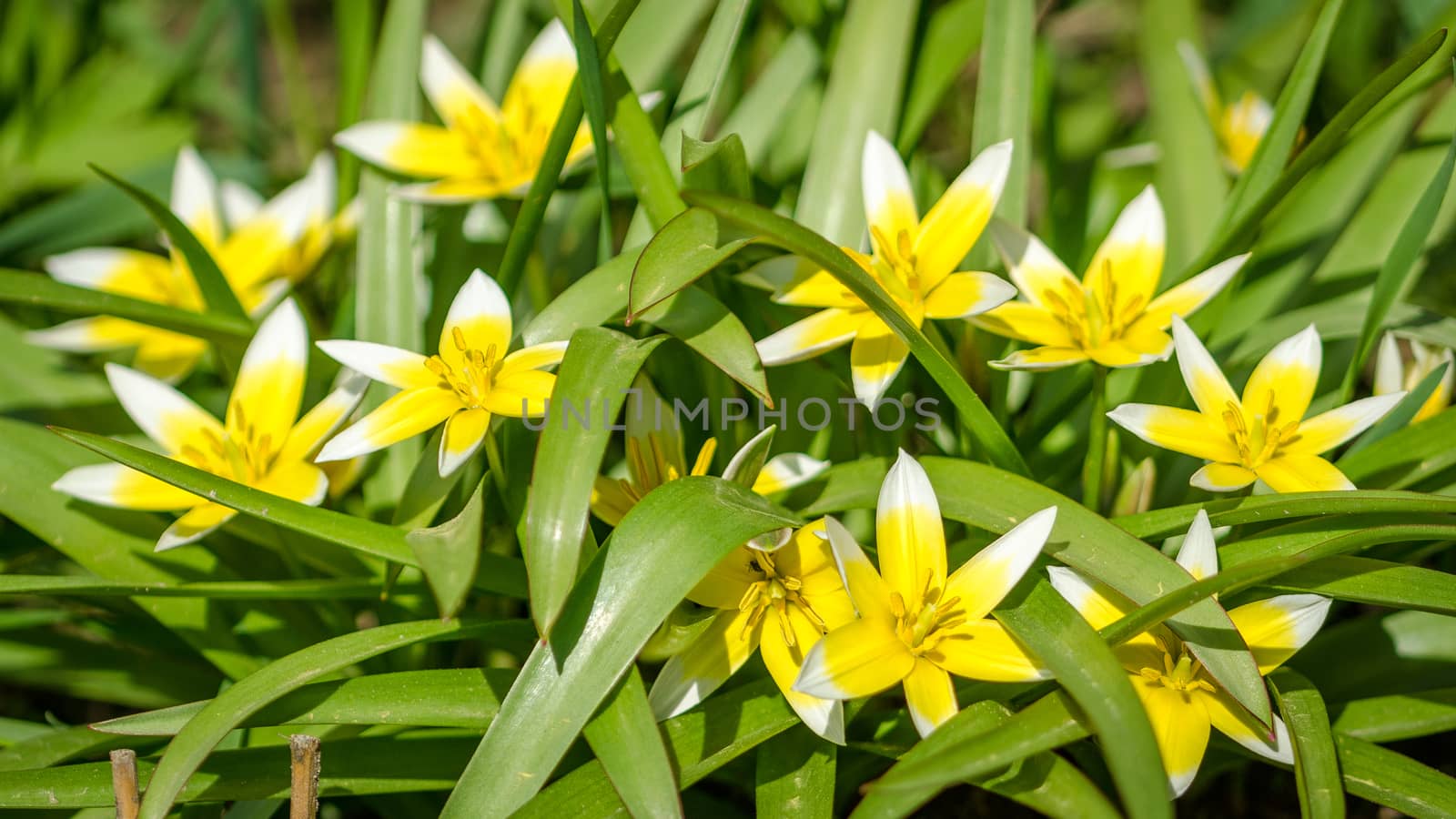 Flowering garden flowers in early spring closeup
