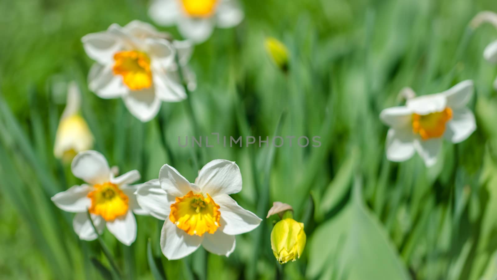 Flowering garden flowers in early spring closeup