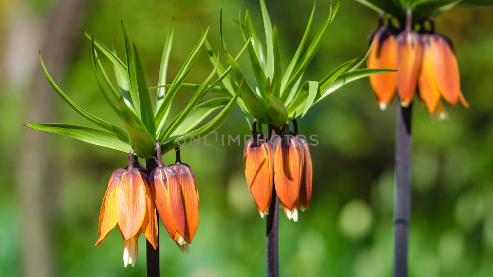Flowering garden flowers in early spring closeup