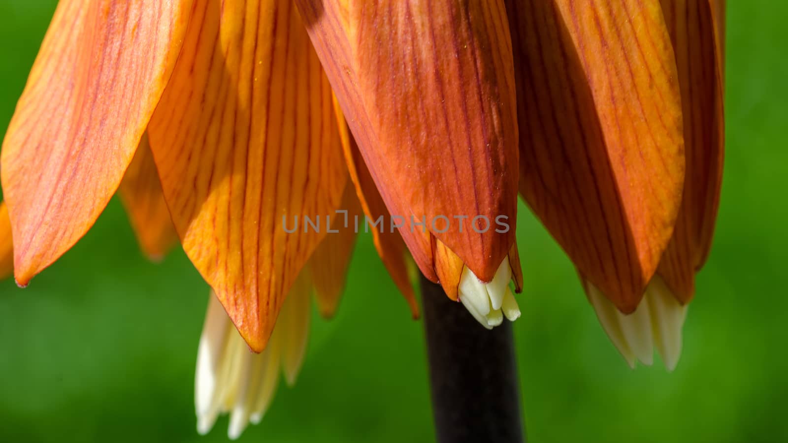 Flowering garden flowers in early spring closeup