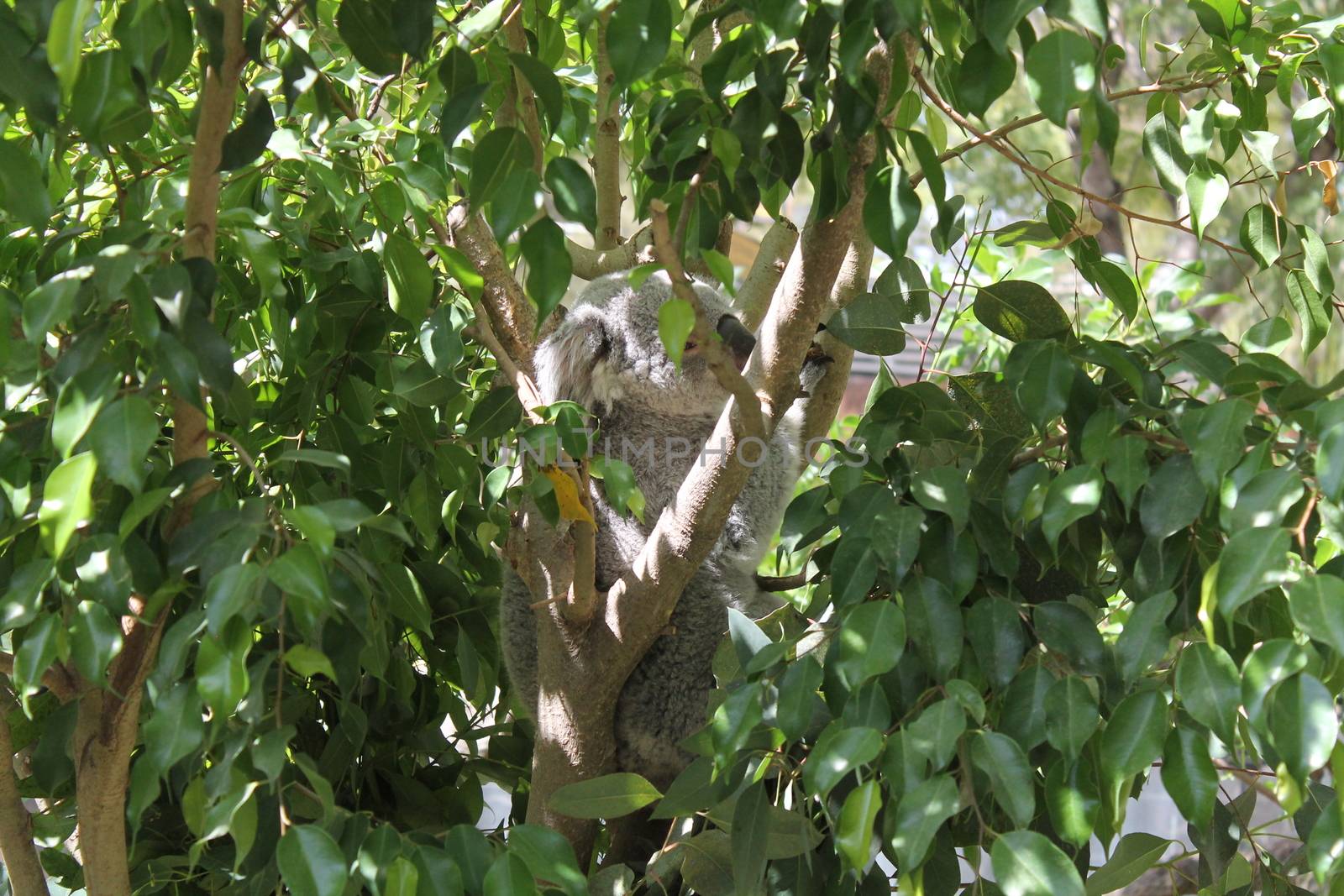 small of koala on eucalyptus tree