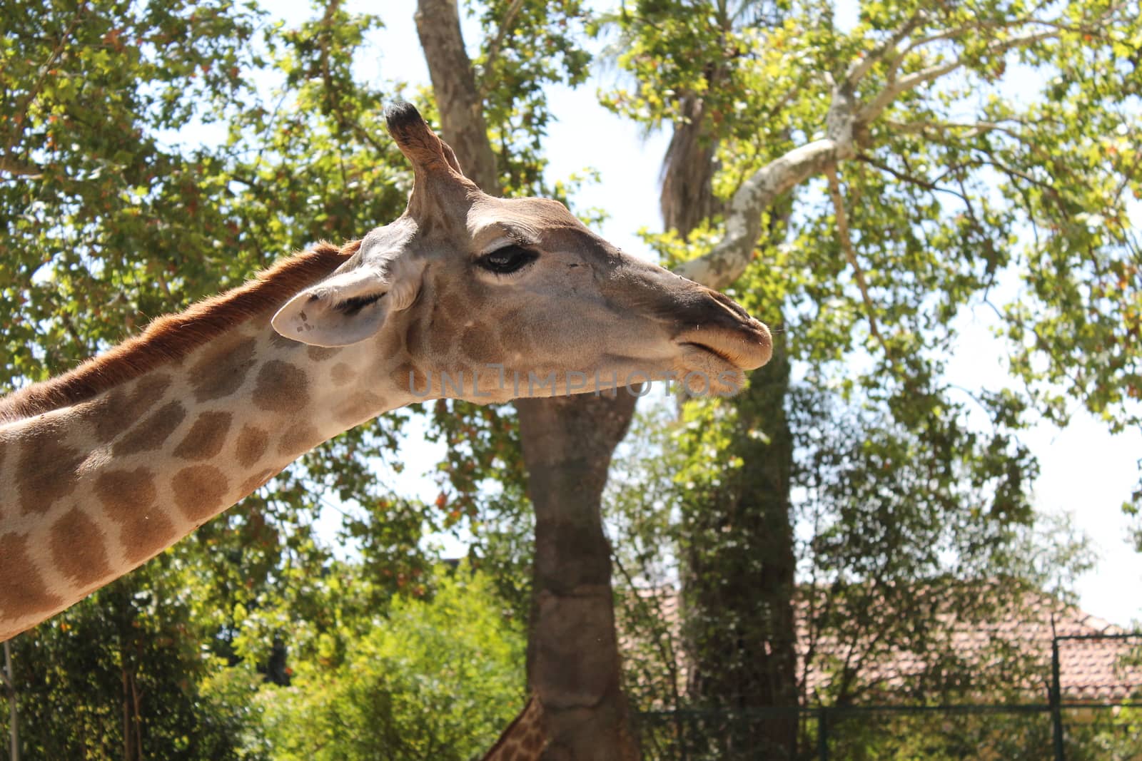 giraffe head in the foreground