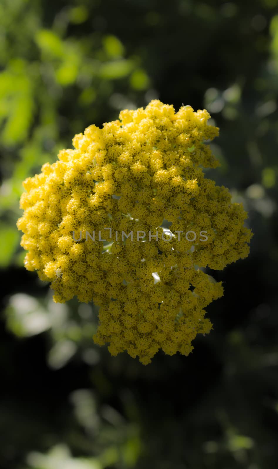 Macro yellow flower