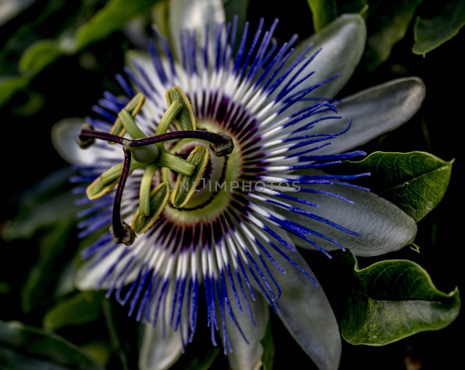 Blue passionflower flower macro by lovecomunication