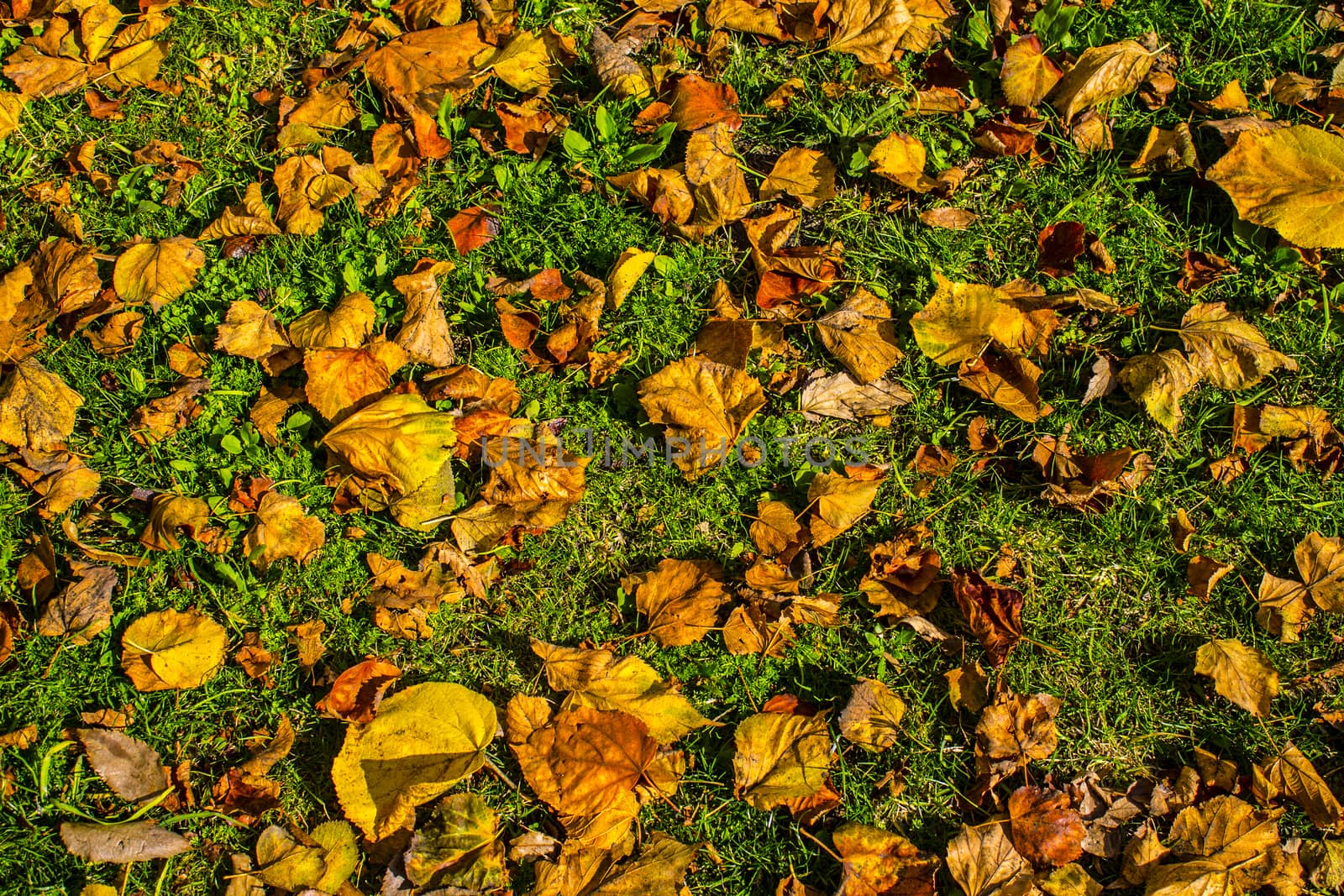 The arrival of autumn dry leaves on a lawn by lovecomunication