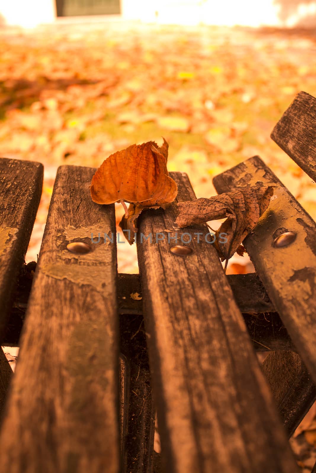 The arrival of autumn dry leaves on a lawn by lovecomunication