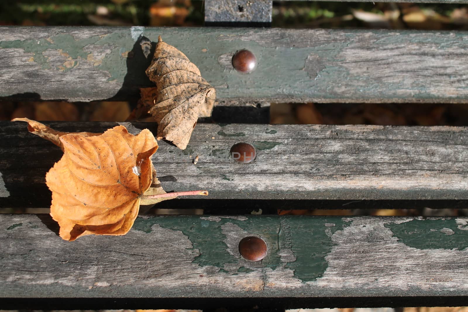 The arrival of autumn dry leaves on a lawn by lovecomunication