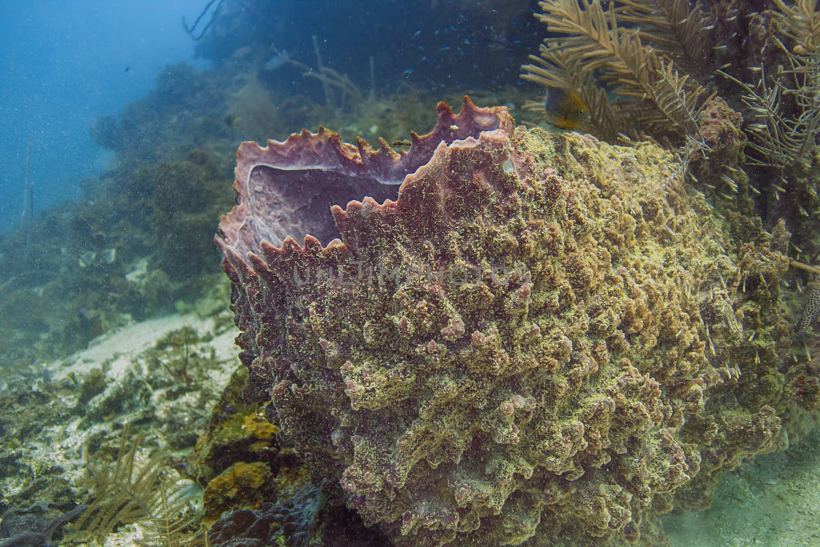 Xestospngia muta in a caribbean sea