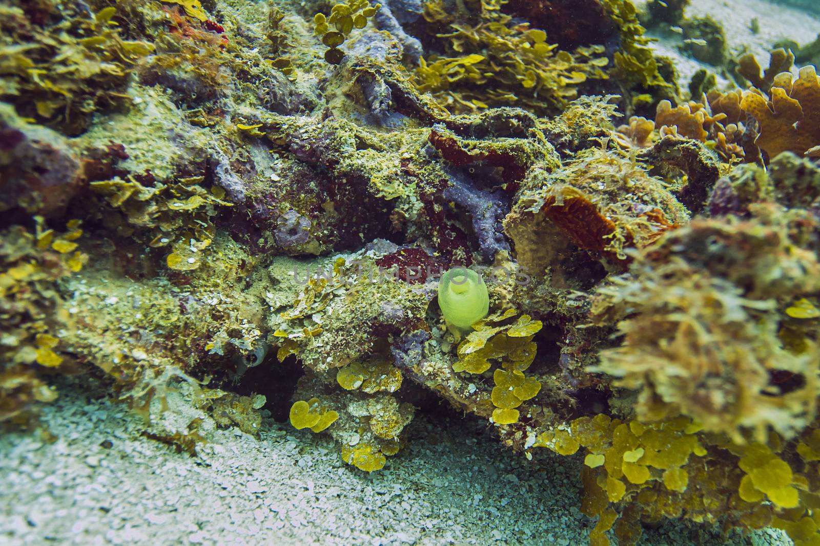 tiny agelas tubulata on a coral reef