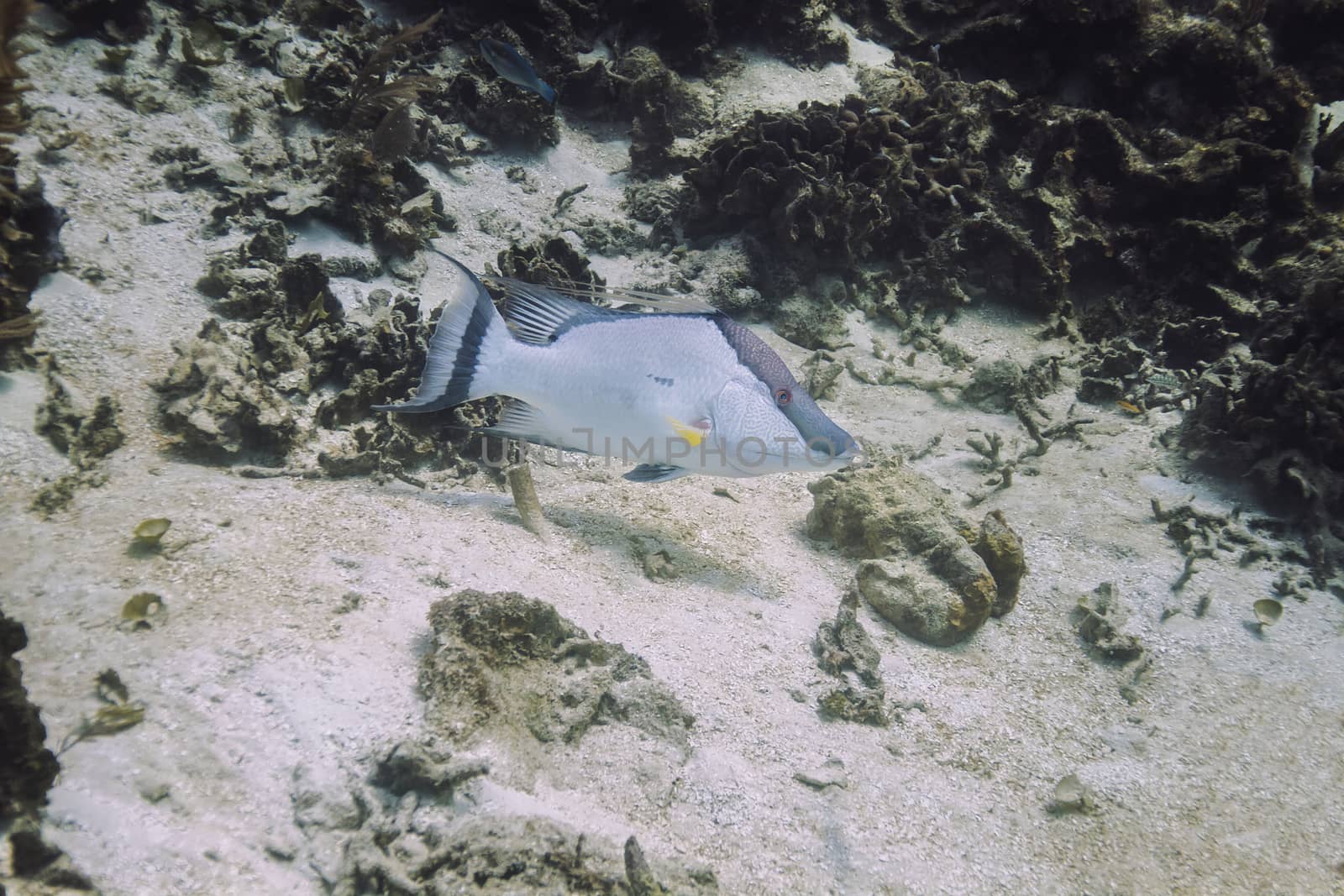 Mature lachnolaimus maximus swimming in a free