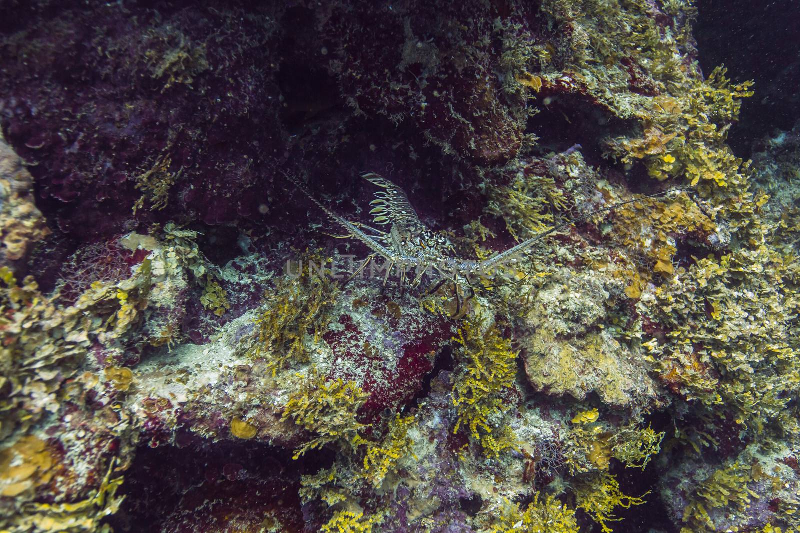 Panulirus argus hidding in a reef crevace