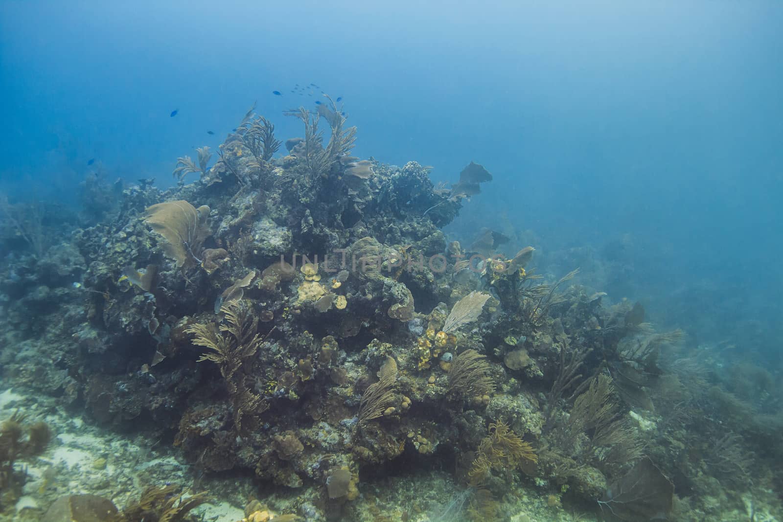 Large mount of coral deep in the ocean