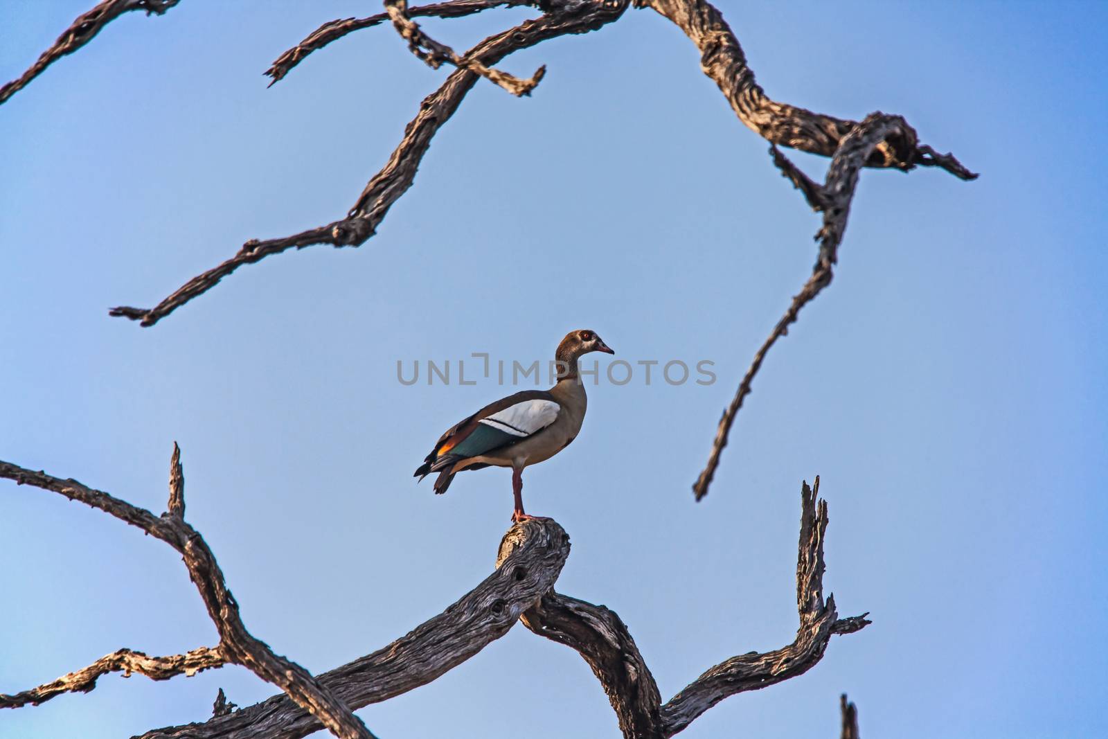 Lone Egyptian Goose on a branch by kobus_peche