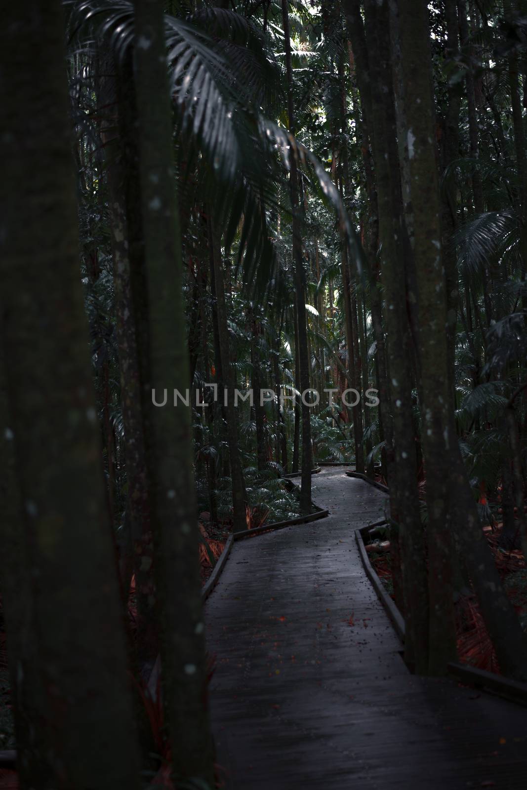 Boardwalk leading through the dark rainforest. by artistrobd