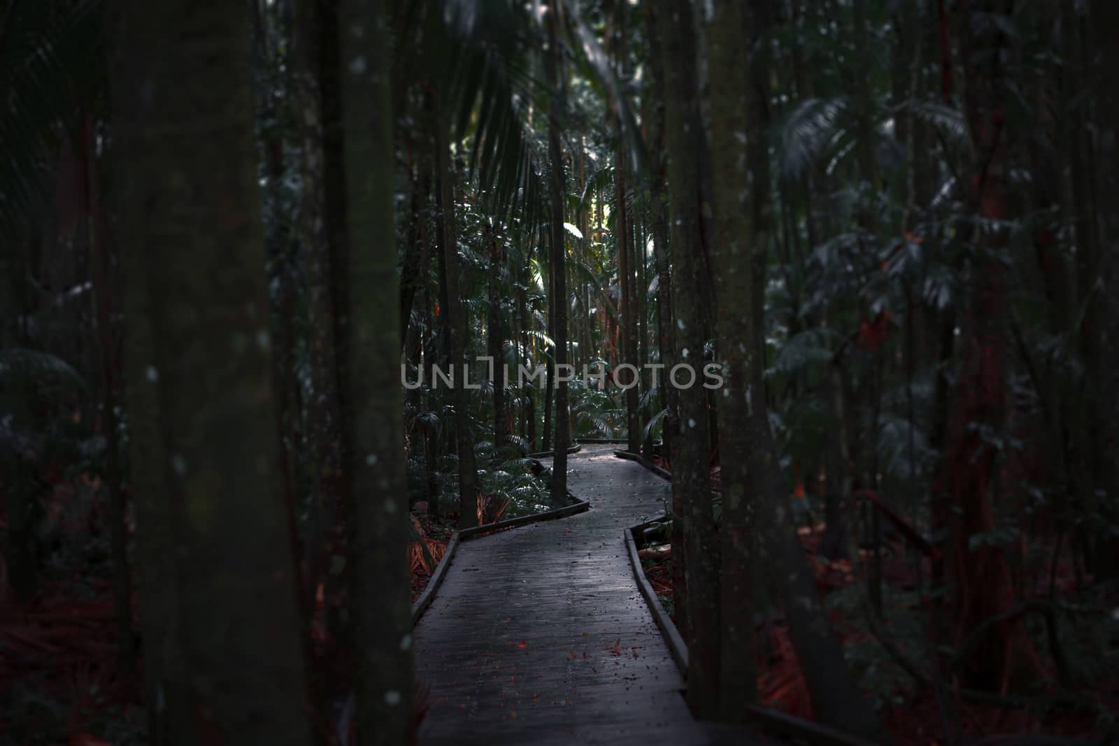 Boardwalk leading through the overgrown dark rainforest