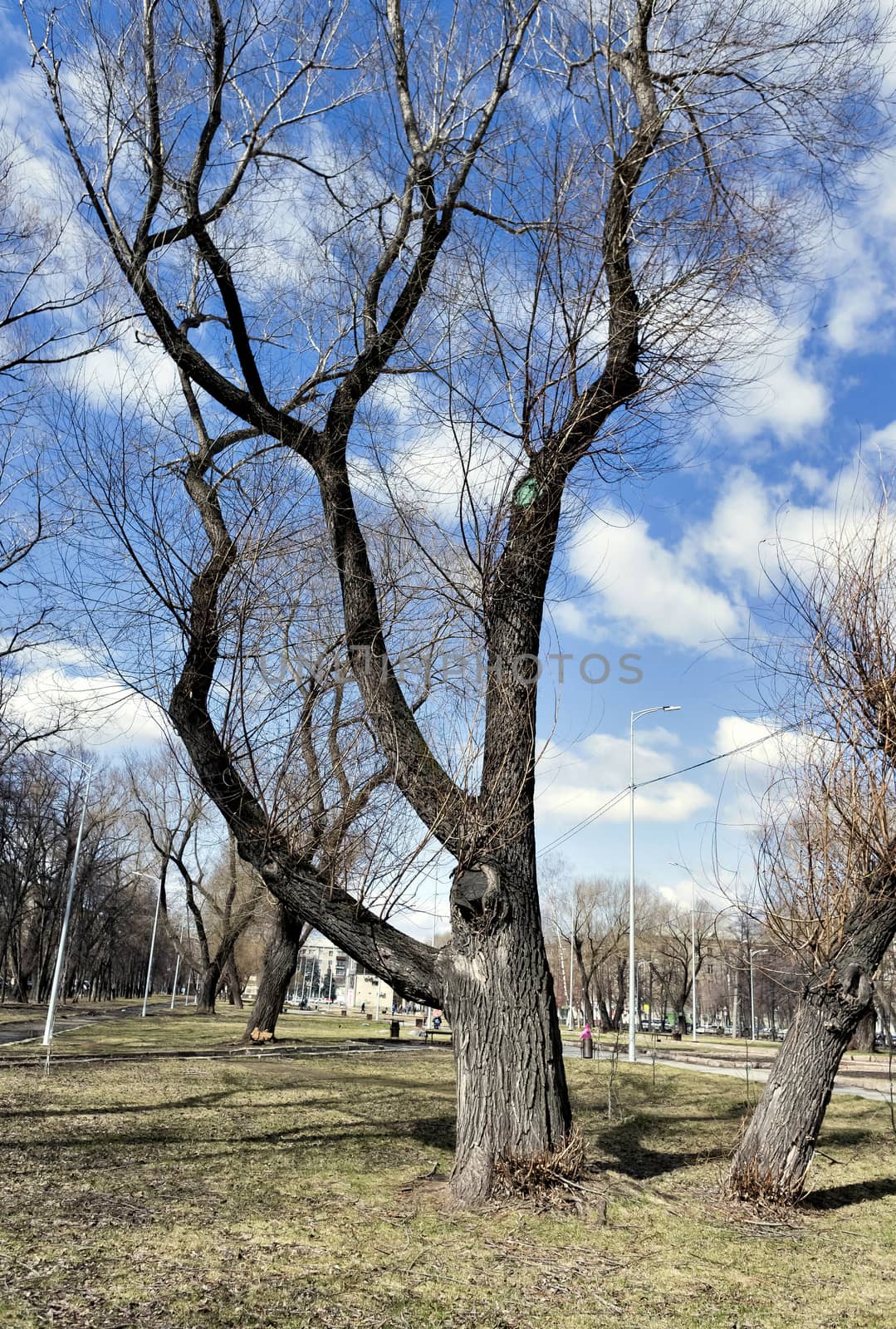 old elm, the tree with latin name ulmus laevis, on blue sky background with clouds in city square