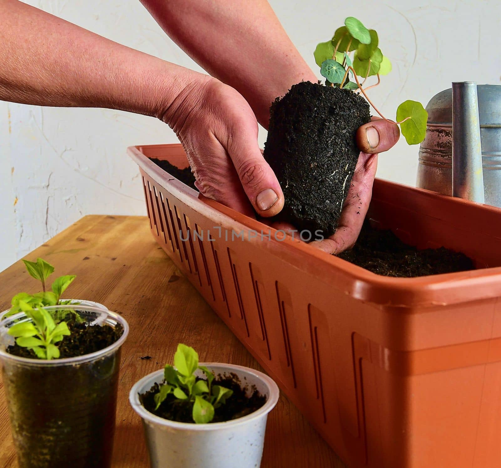 Planting flowers in a window box. Asters and Indian cress.