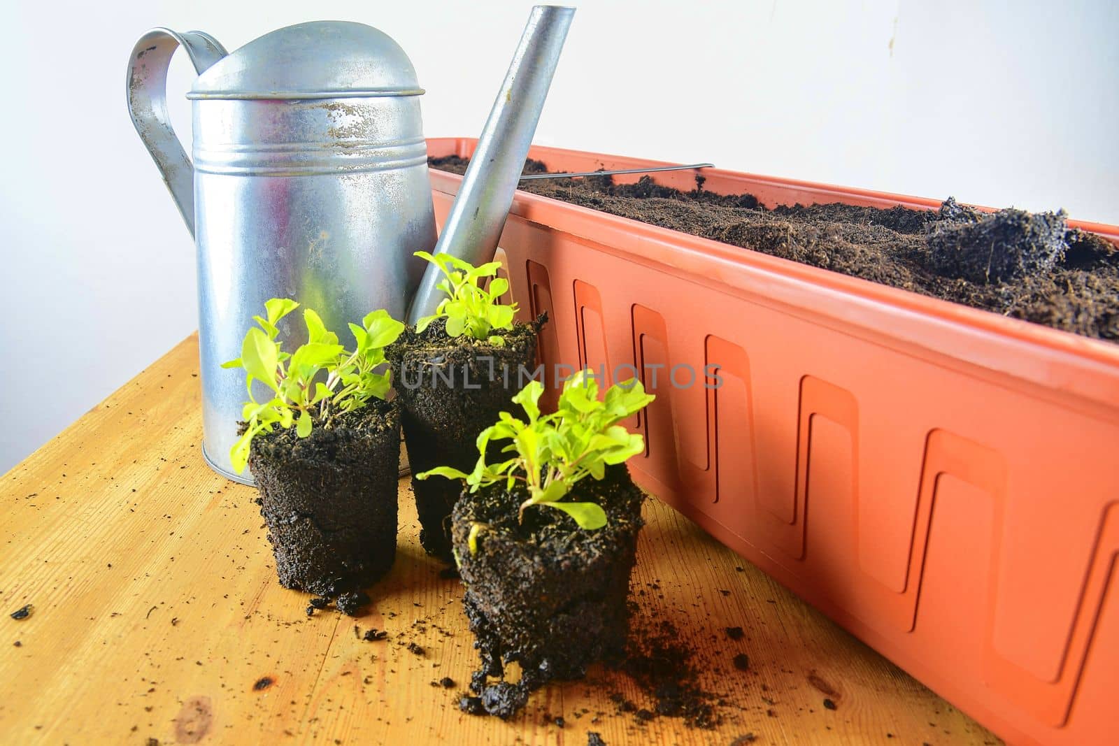 Planting flowers in a window box. Asters and Indian cress.