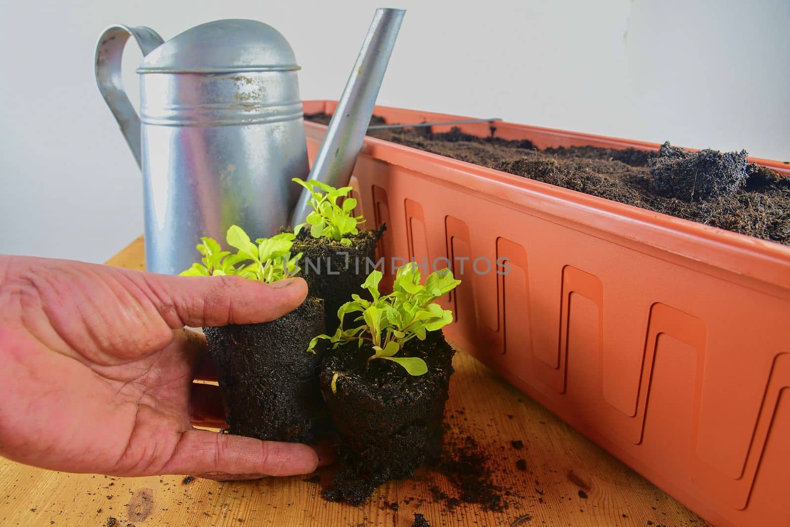 Planting flowers in a window box. Asters and Indian cress.