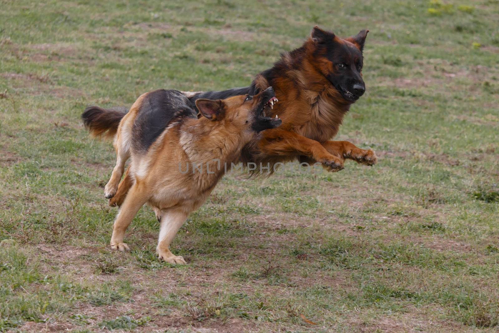 Two German shepherds are playing in the meadow.