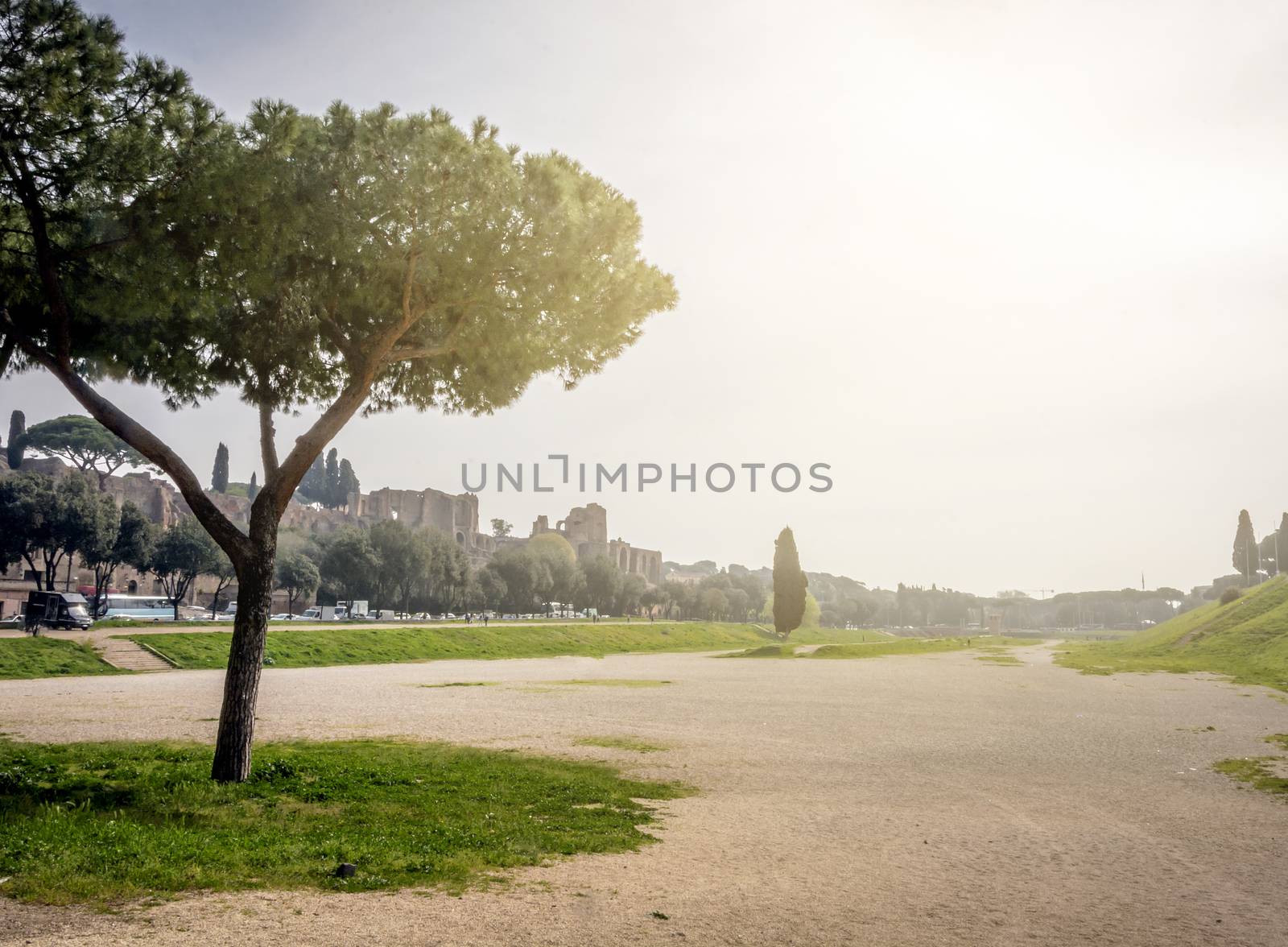 The remains of the famous Circus Maximus of Rome with the famous Roman pine trees and a cypress tree in the background. Back light on a cloudy day