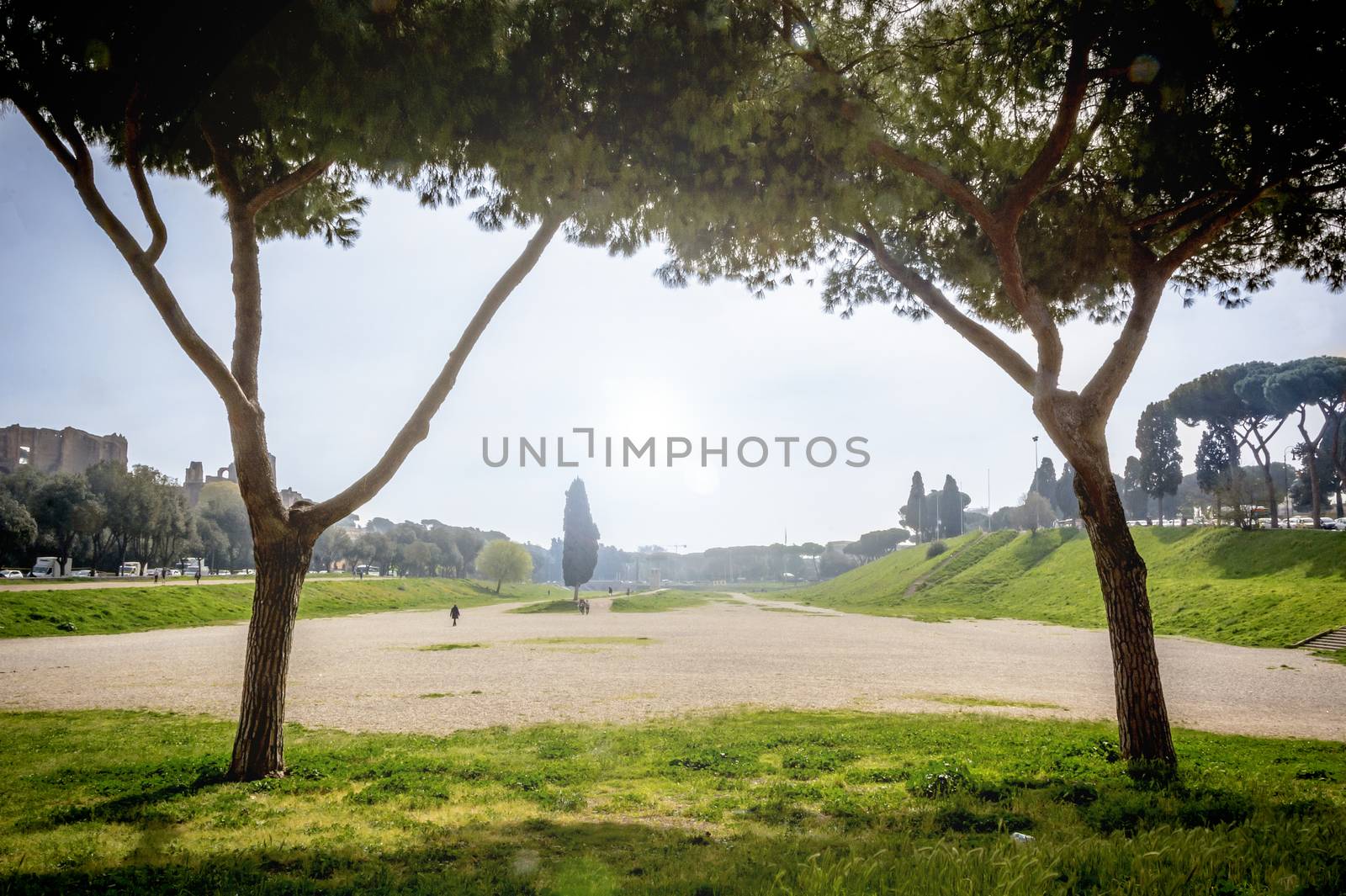 Two Roman pine trees frame the remains of the Circus Massimo in Rome with a cypress tree in the center of the picture. Back light on a cloudy day