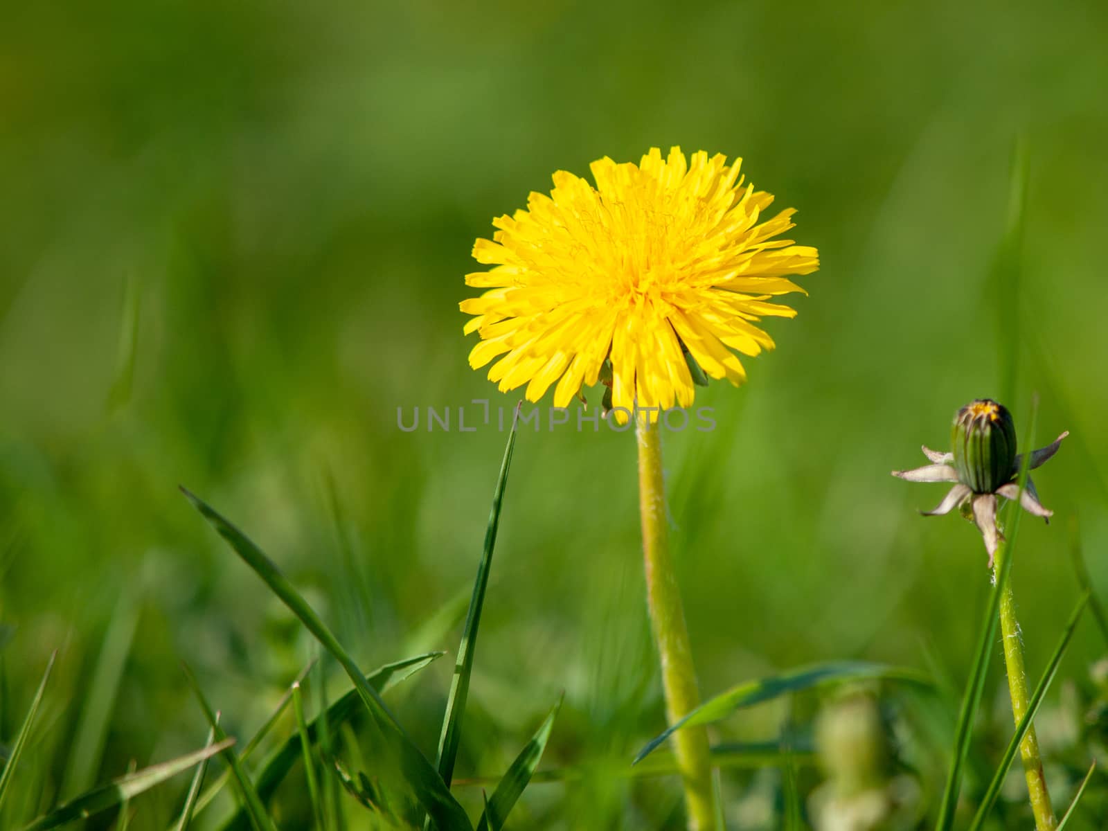 Single yellow blooming dandelion in the green spring meadow. With green grass bokeh background.