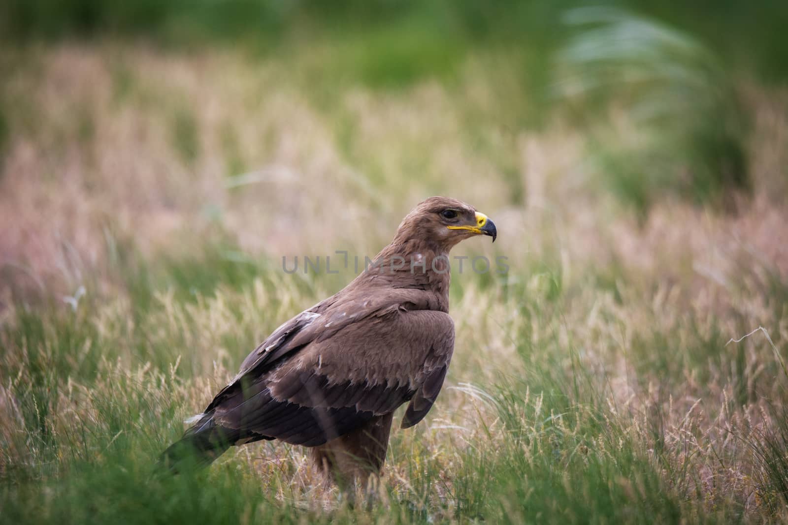 Steppe eagle / Aquila nipalensis. Chyornye Zemli (Black Lands) Nature Reserve,  Kalmykia region, Russia.