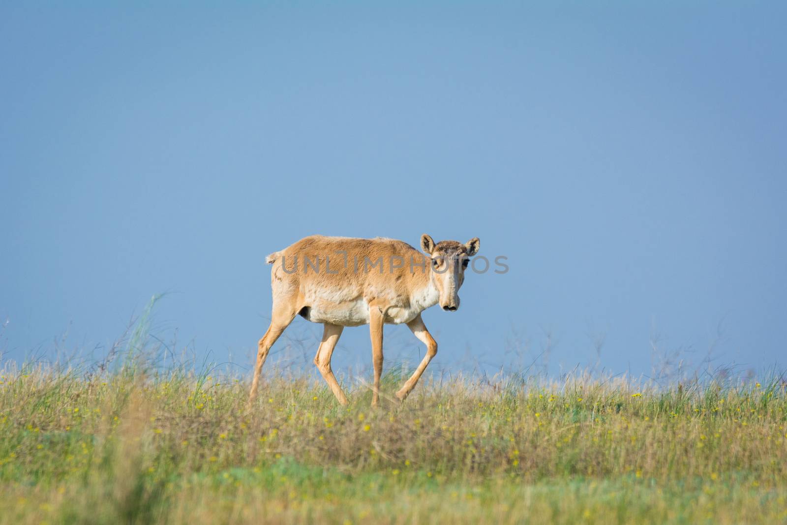 Saiga tatarica, Chyornye Zemli (Black Lands) Nature Reserve,  Kalmykia region, Russia.