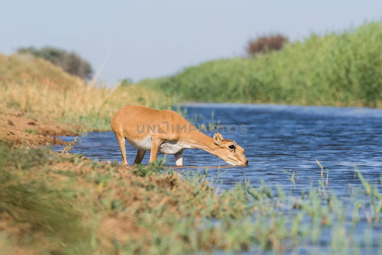 Saiga tatarica, Chyornye Zemli (Black Lands) Nature Reserve,  Kalmykia region, Russia.