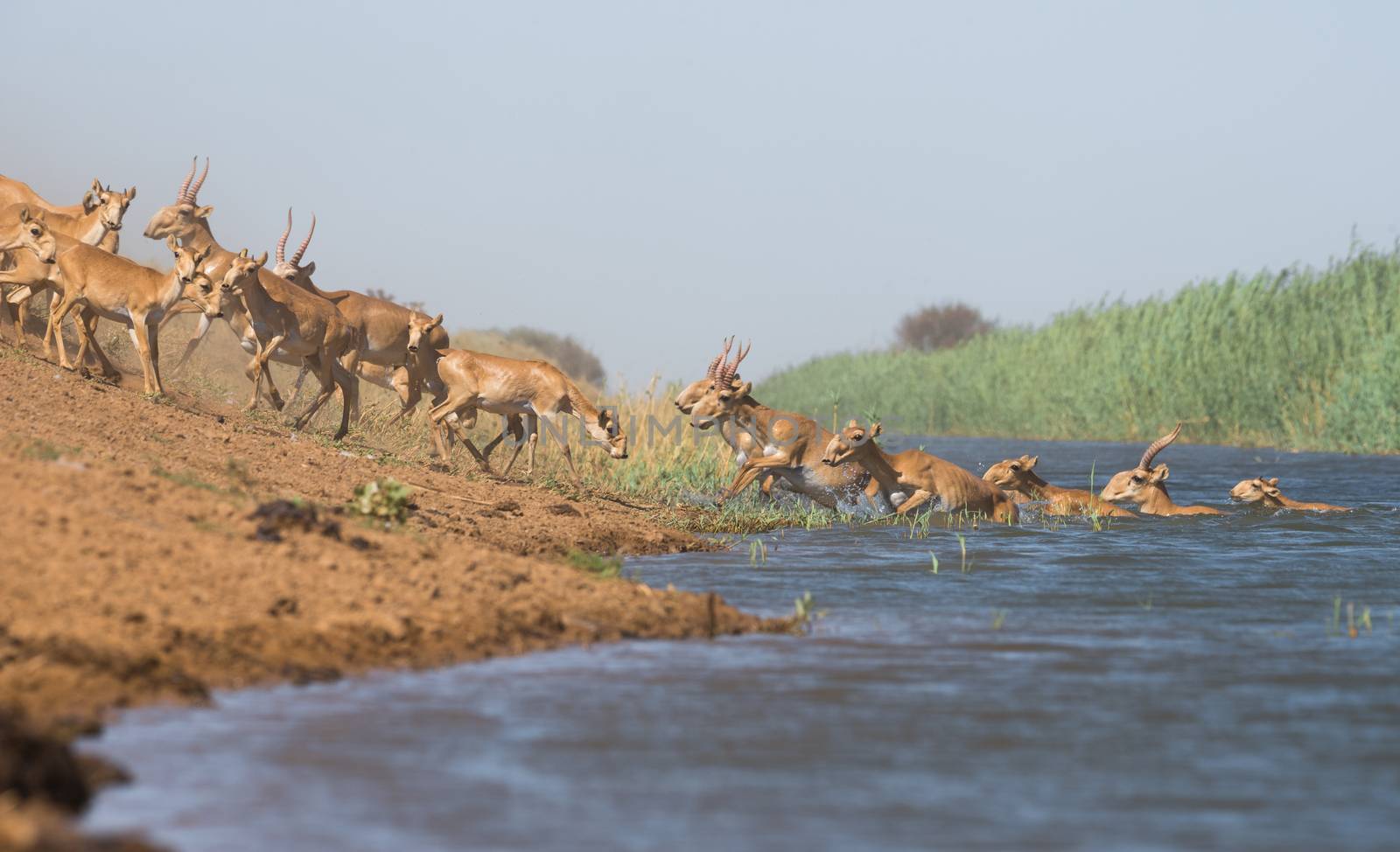 Saiga tatarica, Chyornye Zemli (Black Lands) Nature Reserve,  Kalmykia region, Russia.