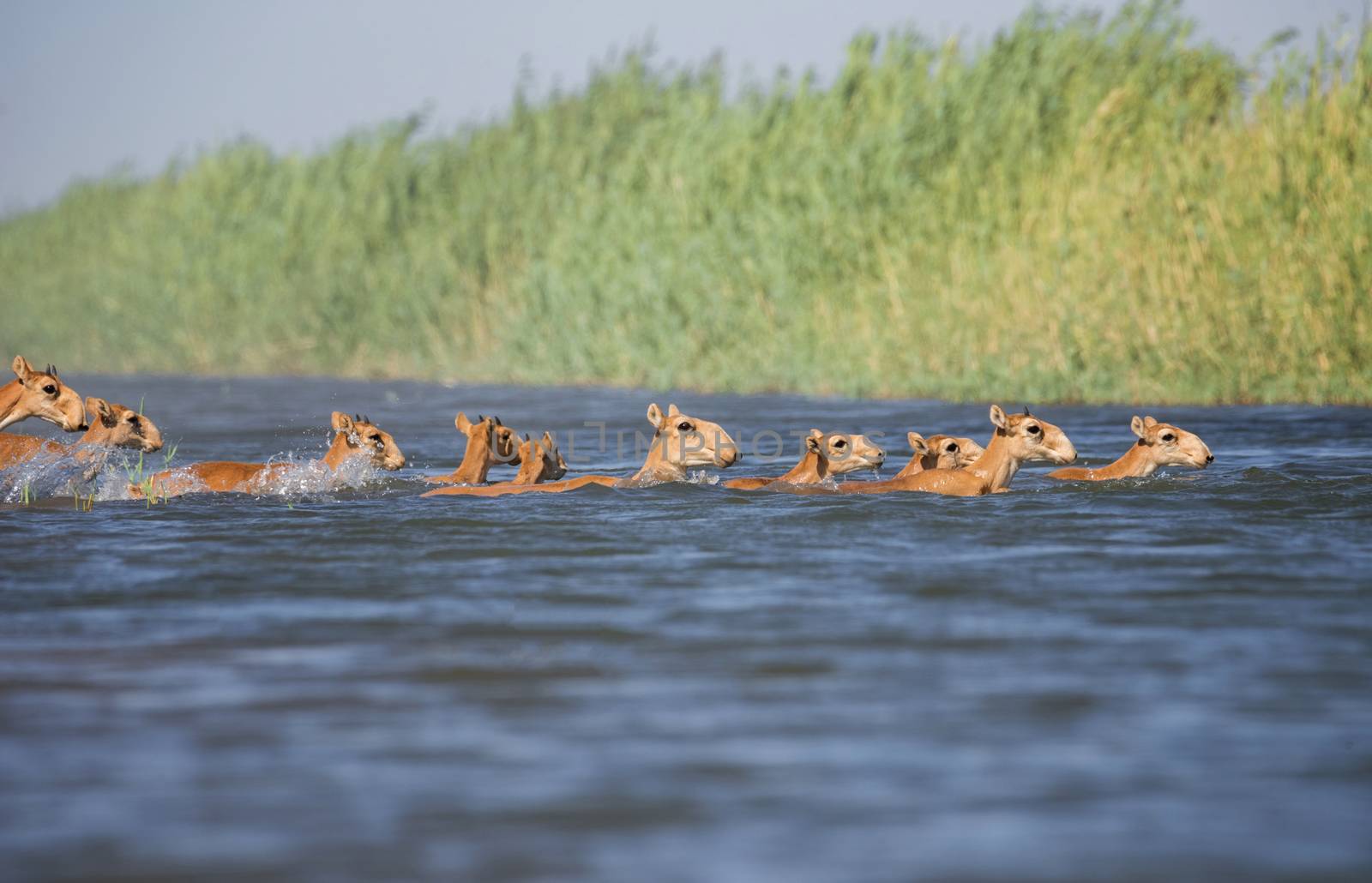 Saiga tatarica, Chyornye Zemli (Black Lands) Nature Reserve,  Kalmykia region, Russia.