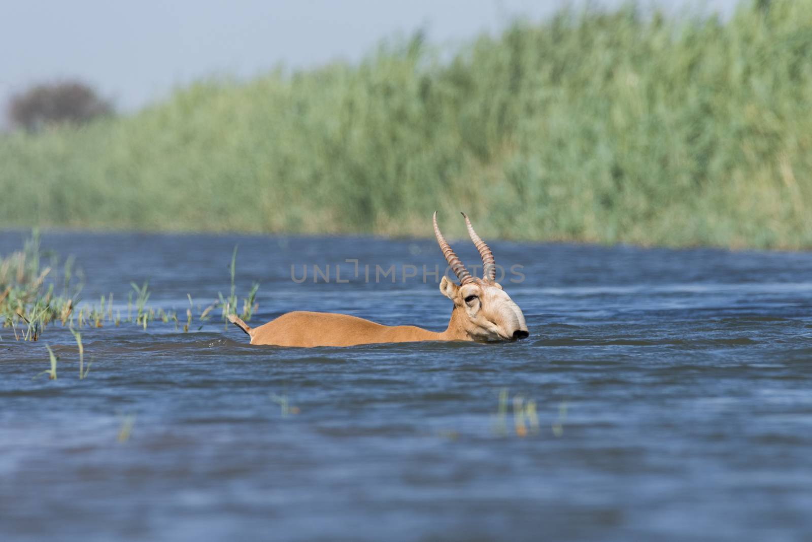 Saiga tatarica, Chyornye Zemli (Black Lands) Nature Reserve,  Kalmykia region, Russia.