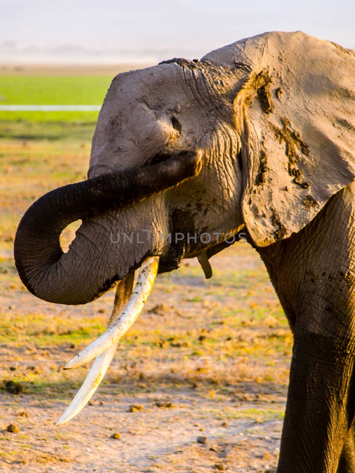 I can't see it. African elephant covers his eyes by trunk by pyty