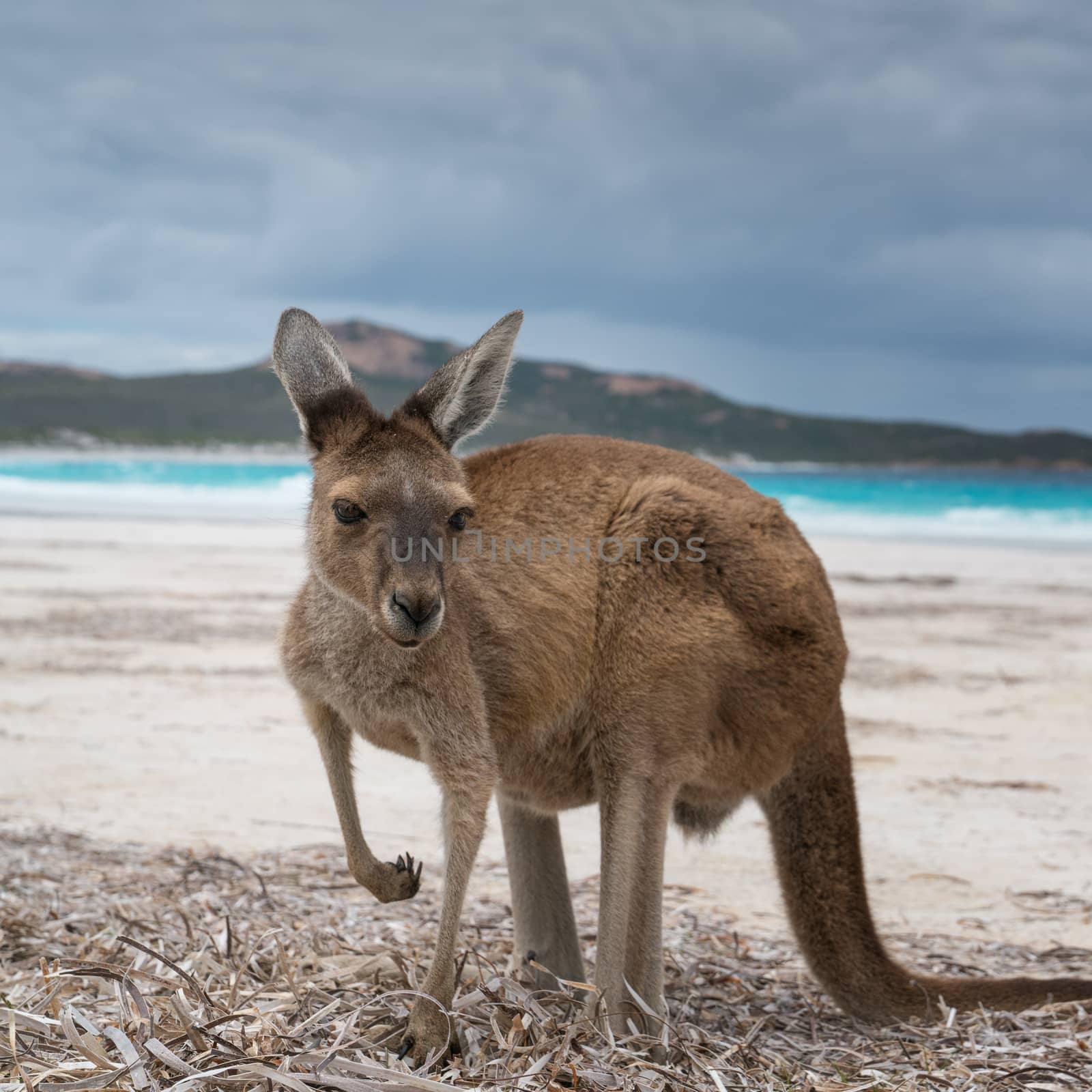 Kangaroos on the white beach of Lucky Bay, Cape Le Grand National Park, Western Australia