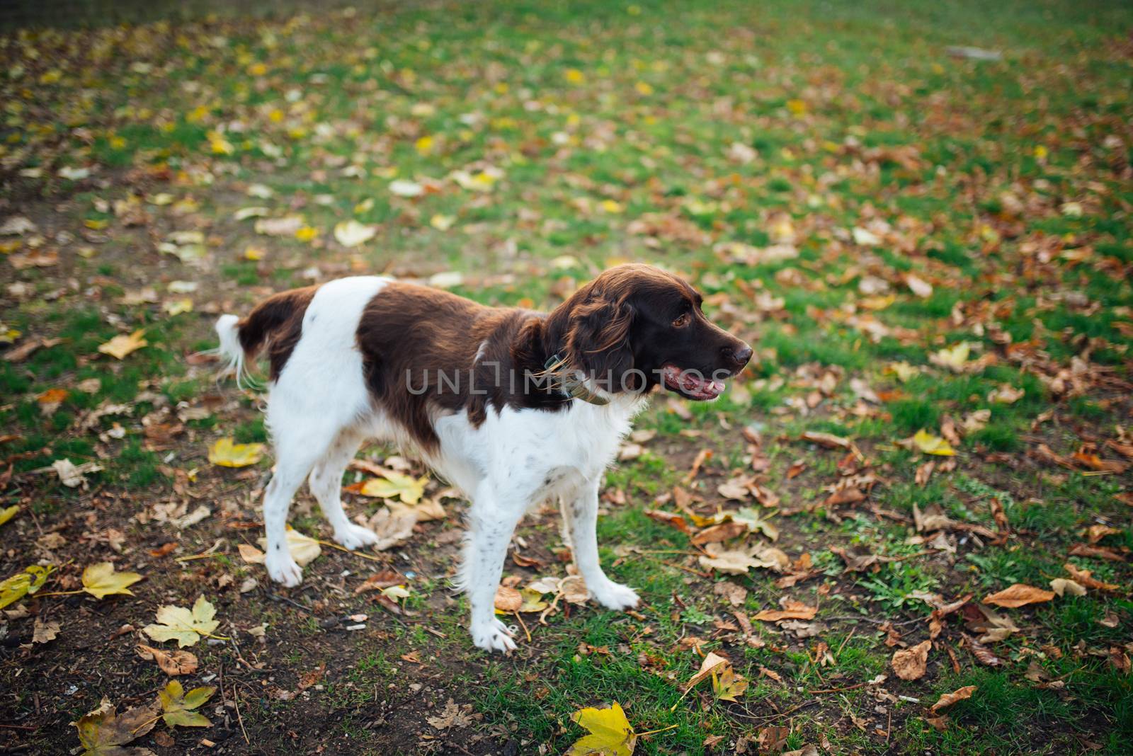 Dog in the park on ground covered with leaves