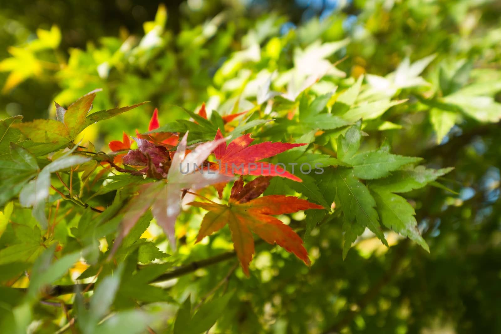 Red leaves among green leaves
